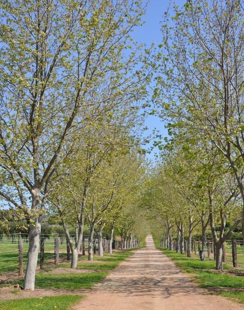 Tree-lined drive at Belvoir Equine Hospital