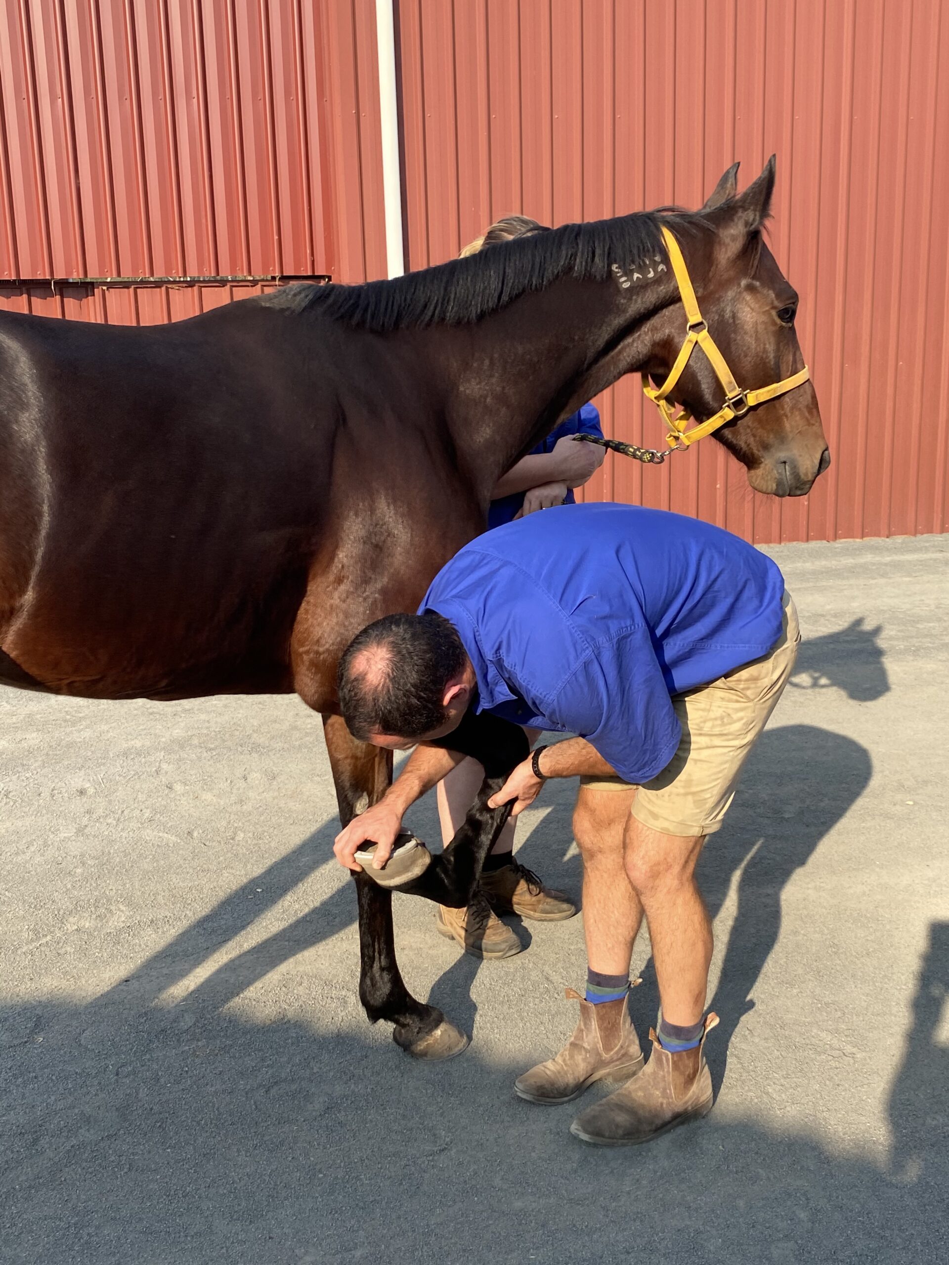 Belvoir Equine Hospital and Equipped Breeding Centre