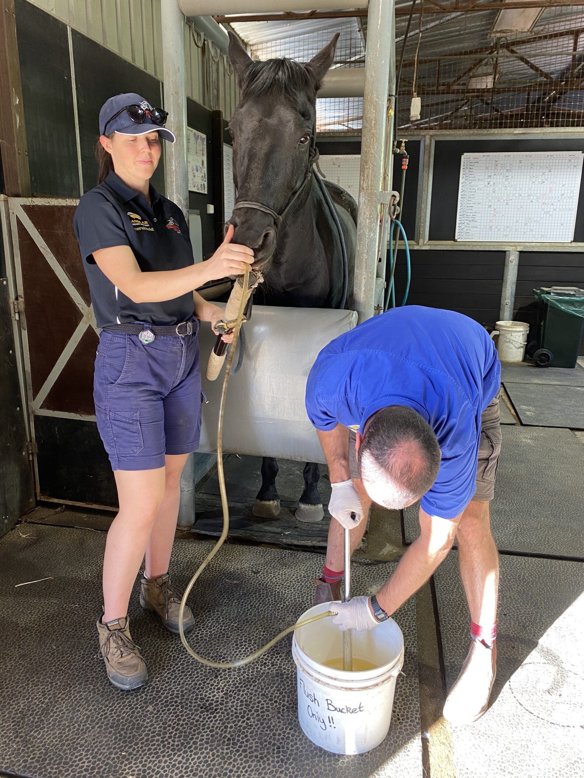Routine Procedures To Belvoir Equine Hospital