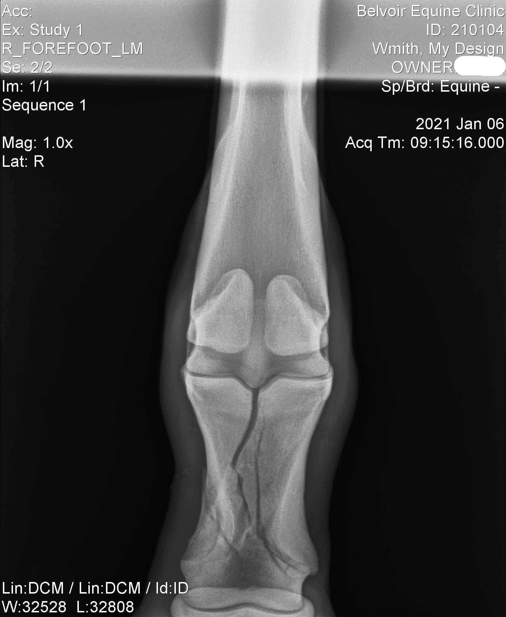 Radiology To Belvoir Equine Hospital